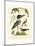 Antique Kingfisher I-Alexander Wilson-Mounted Art Print