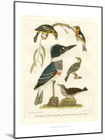 Antique Kingfisher I-Alexander Wilson-Mounted Art Print