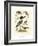 Antique Kingfisher I-Alexander Wilson-Framed Art Print