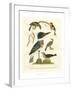 Antique Kingfisher I-Alexander Wilson-Framed Art Print