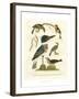 Antique Kingfisher I-Alexander Wilson-Framed Art Print