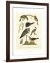 Antique Kingfisher I-Alexander Wilson-Framed Art Print