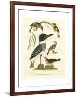 Antique Kingfisher I-Alexander Wilson-Framed Art Print