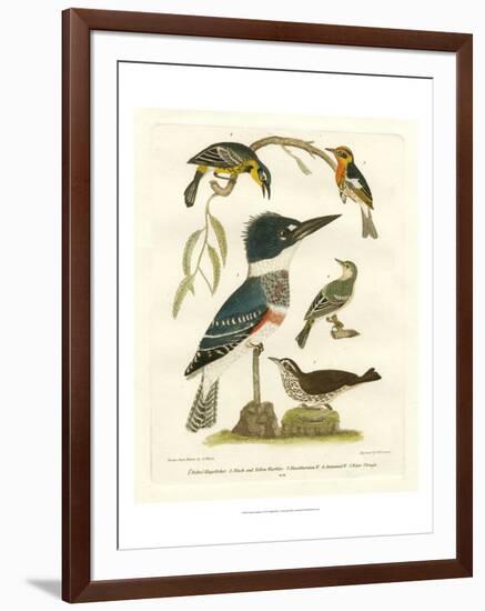 Antique Kingfisher I-Alexander Wilson-Framed Art Print