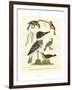 Antique Kingfisher I-Alexander Wilson-Framed Art Print