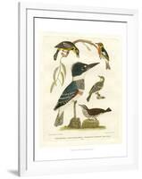 Antique Kingfisher I-Alexander Wilson-Framed Art Print