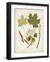 Antique Leaves VI-0 Unknown-Framed Art Print