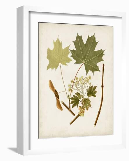 Antique Leaves VI-0 Unknown-Framed Art Print