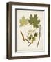 Antique Leaves VI-0 Unknown-Framed Art Print