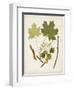 Antique Leaves VI-0 Unknown-Framed Art Print