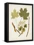 Antique Leaves VI-0 Unknown-Framed Stretched Canvas