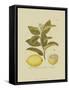 Antique Lemon-null-Framed Stretched Canvas