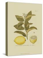 Antique Lemon-null-Stretched Canvas