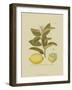 Antique Lemon-null-Framed Art Print