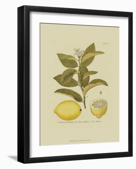 Antique Lemon-null-Framed Art Print