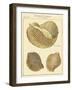 Antique Martini Shells I-null-Framed Art Print