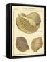 Antique Martini Shells I-null-Framed Stretched Canvas