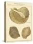 Antique Martini Shells I-null-Stretched Canvas