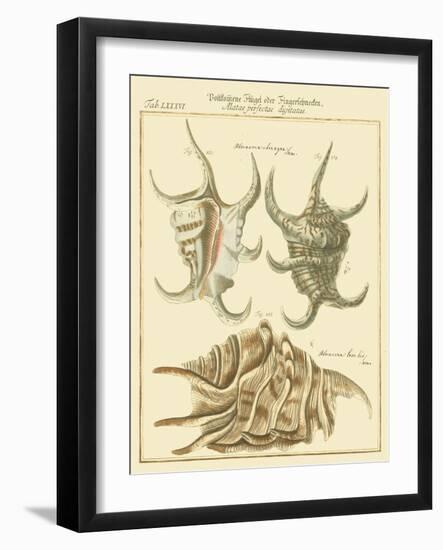 Antique Martini Shells IV-Martini-Framed Art Print