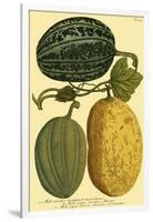 Antique Melons I-null-Framed Art Print