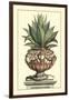 Antique Munting Aloe IV-Abraham Munting-Framed Art Print
