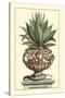 Antique Munting Aloe IV-Abraham Munting-Stretched Canvas