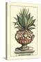 Antique Munting Aloe IV-Abraham Munting-Stretched Canvas