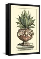 Antique Munting Aloe IV-Abraham Munting-Framed Stretched Canvas