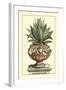 Antique Munting Aloe IV-Abraham Munting-Framed Art Print