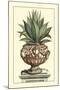 Antique Munting Aloe IV-Abraham Munting-Mounted Art Print