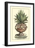 Antique Munting Aloe IV-Abraham Munting-Framed Art Print