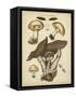 Antique Mushrooms II-H. Furrer-Framed Stretched Canvas