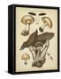 Antique Mushrooms II-H. Furrer-Framed Stretched Canvas