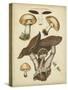 Antique Mushrooms II-H. Furrer-Stretched Canvas