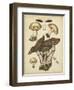 Antique Mushrooms II-H. Furrer-Framed Art Print