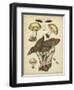 Antique Mushrooms II-H. Furrer-Framed Art Print