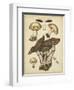 Antique Mushrooms II-H. Furrer-Framed Art Print