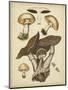 Antique Mushrooms II-H. Furrer-Mounted Art Print