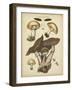 Antique Mushrooms II-H. Furrer-Framed Art Print