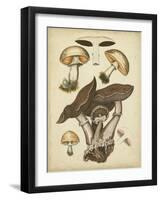 Antique Mushrooms II-H. Furrer-Framed Art Print