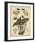 Antique Mushrooms II-H. Furrer-Framed Art Print