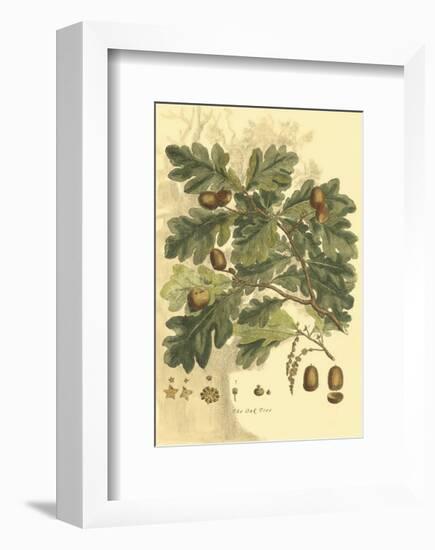 Antique Oak Tree-John Miller (Johann Sebastien Mueller)-Framed Art Print