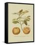 Antique Orange-null-Framed Stretched Canvas