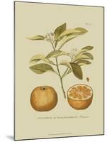 Antique Orange-null-Mounted Art Print