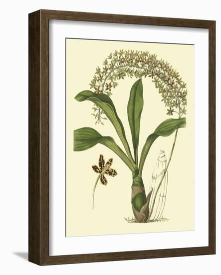 Antique Orchid Study IV-Syndenham Edwards-Framed Art Print