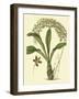 Antique Orchid Study IV-Syndenham Edwards-Framed Art Print