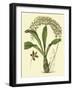 Antique Orchid Study IV-Syndenham Edwards-Framed Art Print