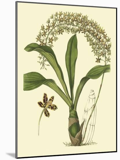 Antique Orchid Study IV-Syndenham Edwards-Mounted Art Print