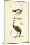 Antique Ostrich Study-N. Remond-Mounted Art Print