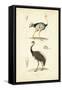 Antique Ostrich Study-N. Remond-Framed Stretched Canvas